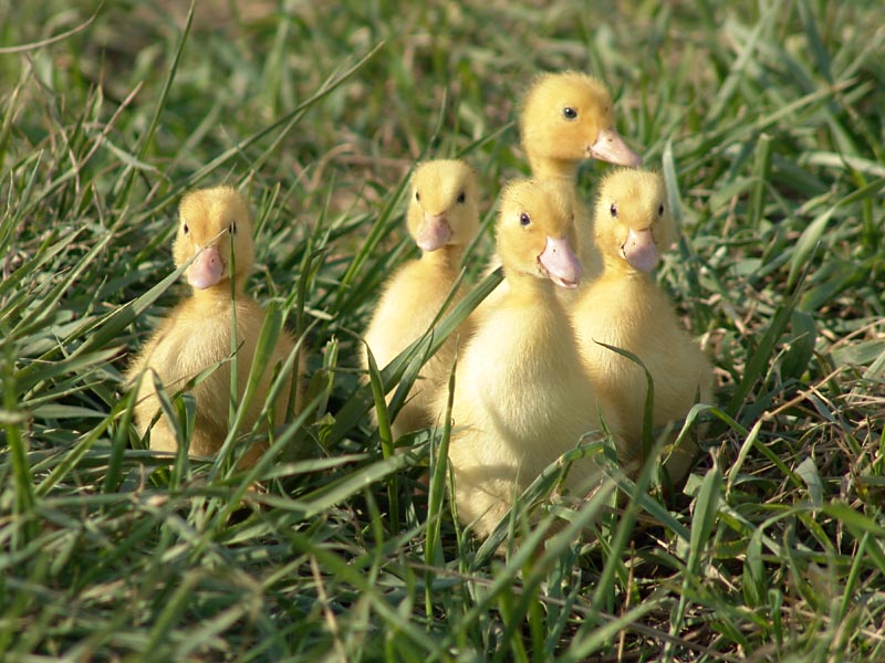 Ducklings